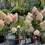 Hortenzia metlinatá (Hydrangea paniculata) ´VANILLE FRAISE´® - výška 120-140 cm, kont. C5L - NA KMIENKU